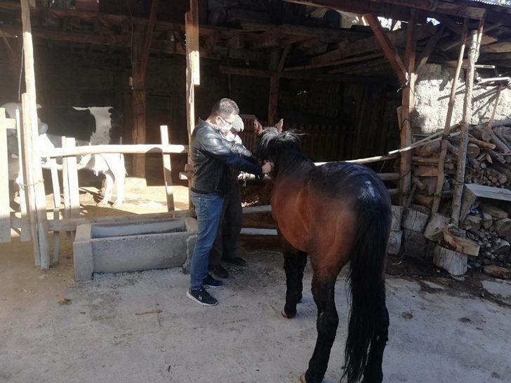 Tek tırnaklı Hayvanlara mikroçip takılıyor G2