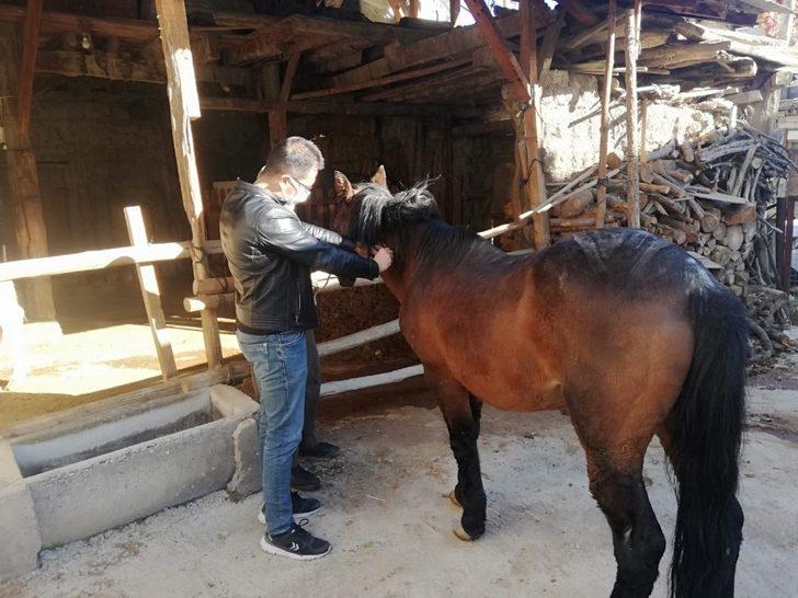 Tek tırnaklı Hayvanlara mikroçip takılıyor G3