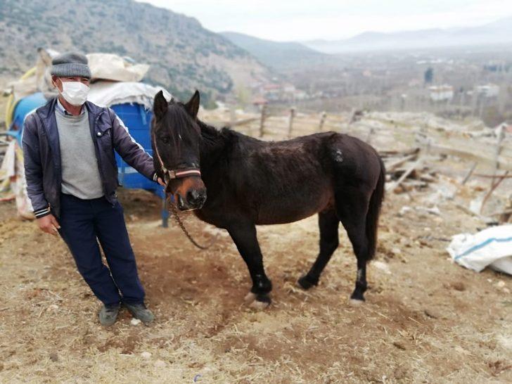 Tek tırnaklı Hayvanlara mikroçip takılıyor G4