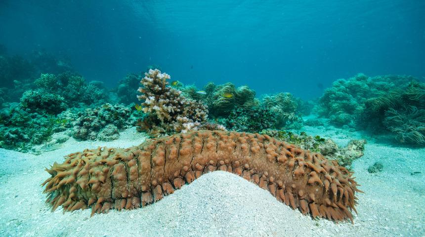 Deniz patlıcanı nedir? Deniz patlıcanı nelere iyi gelir?