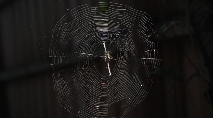 Örümcekler uzayda: Yerçekimsiz ortamda ağ örülebilir mi?