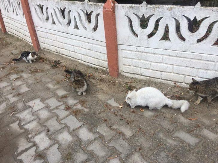 Dumlupınar’da sokak hayvanları belediye tarafından besleniyor G2