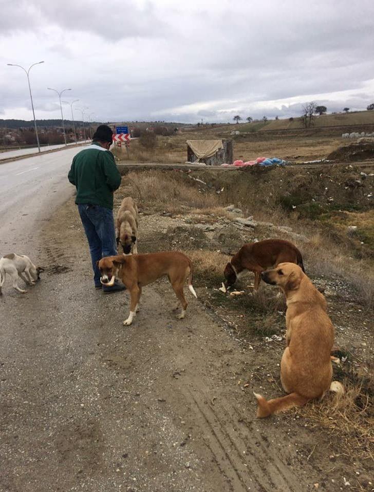 Dumlupınar’da sokak hayvanları belediye tarafından besleniyor G3