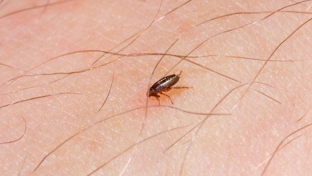 Rüyada pire görmek ne anlama gelir? Rüyada toprakta, başkasının üstünde pire görmek ne demek?