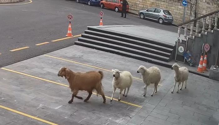 Belediye binasına girmeye çalıştılar! Nevşehir'de koyun sürüsü şaşkınlığı