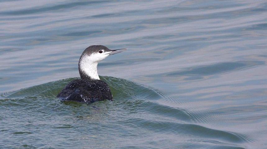 Hersek Lag&uuml;n&uuml;&rsquo;nde yeni bir nadir kuş