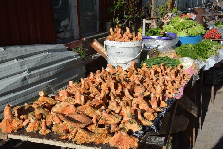 Sinop’ta kanlıca pazara indi G3