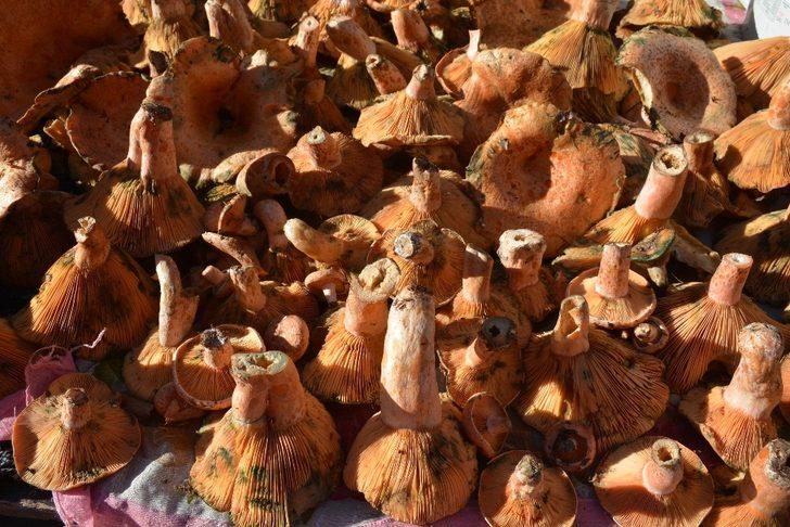 Sinop’ta kanlıca pazara indi G4