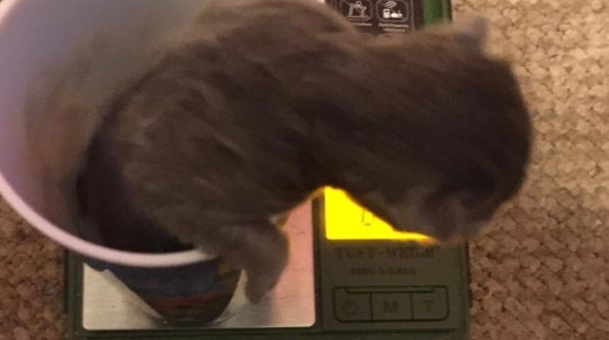 Çakmak boyunda! Onlar dünyanın en küçük kedileri