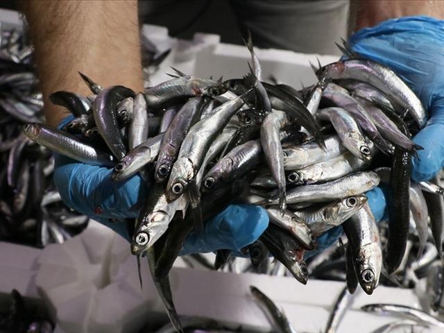 Tekirdağ'da hamsi 50 TL&rsquo;ye d&uuml;şt&uuml;!