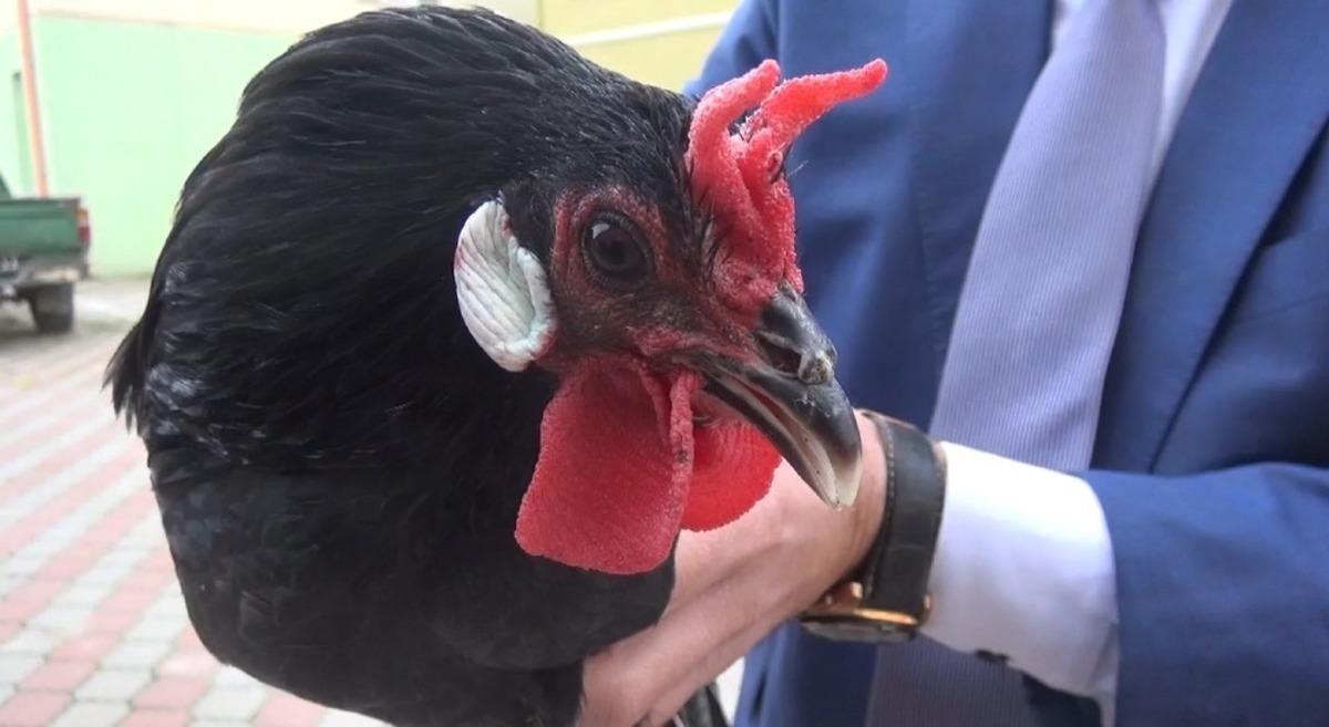 Hacıkadı tavuk ırkının nesli t&uuml;kenmek &uuml;zere