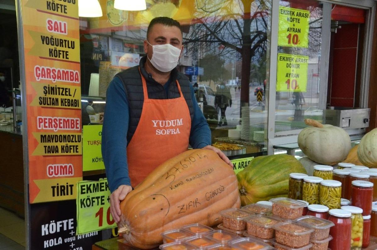 Dev kabaklar ilgi odağı oldu