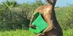 Kuyruğu &uuml;zerinde duran kanguru viral oldu