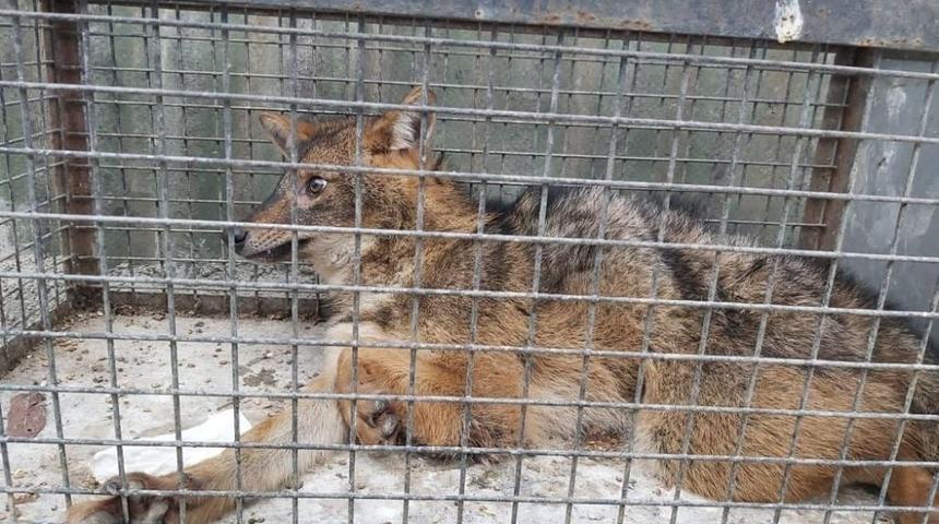 Otomobilin çarptığı çakal tedavi altına alındı