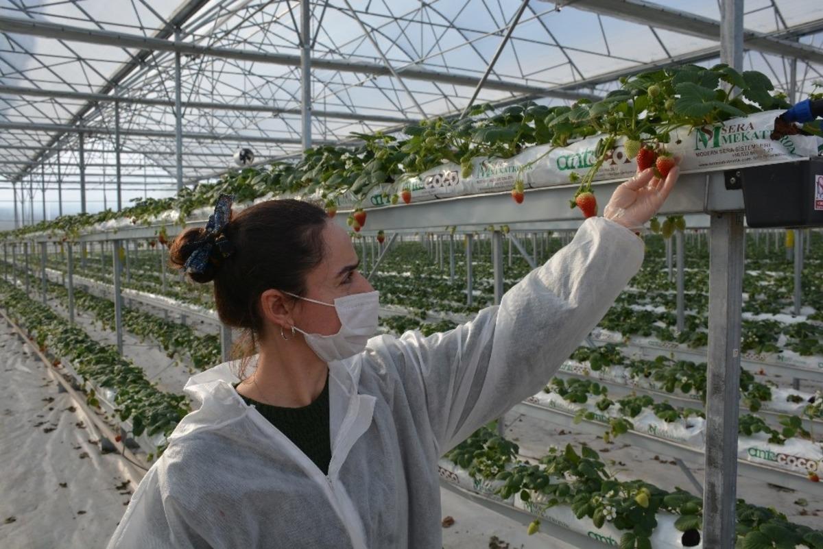 Sinop&rsquo;ta 4 milyon liraya mal olan &ccedil;ilek serasında ilk hasat