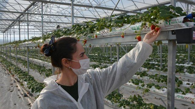 Sinop’ta 4 milyon liraya mal olan çilek serasında ilk hasat