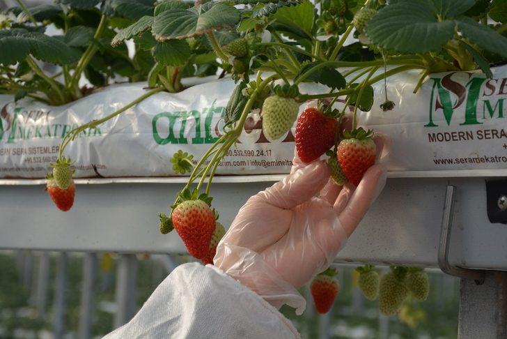Sinop’ta 4 milyon liraya mal olan çilek serasında ilk hasat G2
