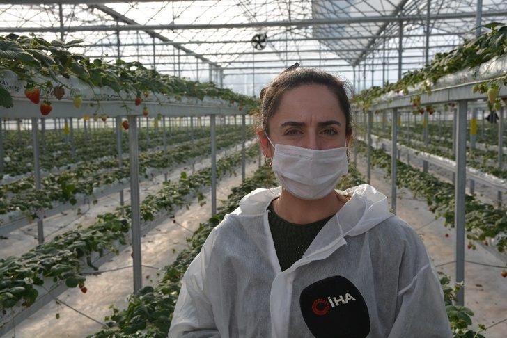 Sinop’ta 4 milyon liraya mal olan çilek serasında ilk hasat G3
