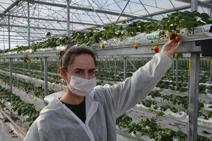 Sinop’ta 4 milyon liraya mal olan çilek serasında ilk hasat G4