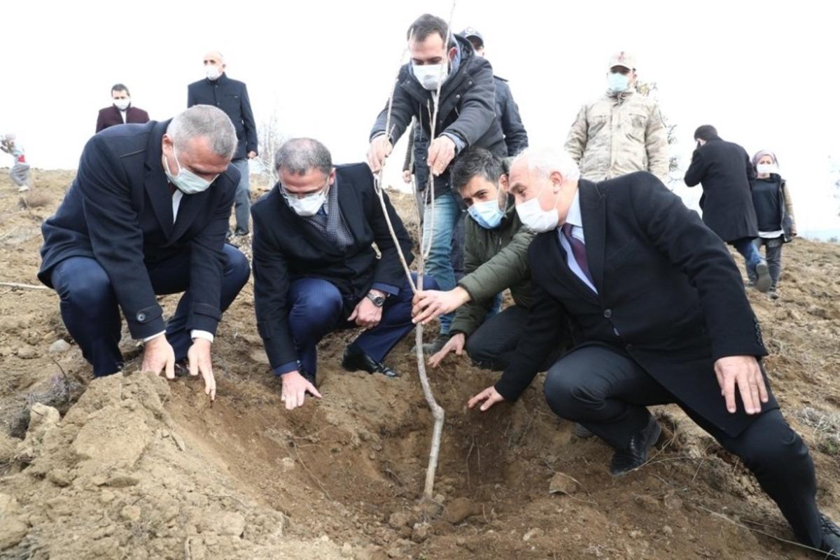 1 milyon ceviz fidanı toprakla buluşacak