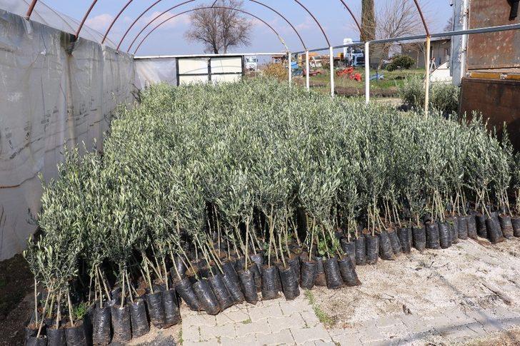 Yunusemre Belediyesi üreticiye 20 bin fidan dağıttı G2