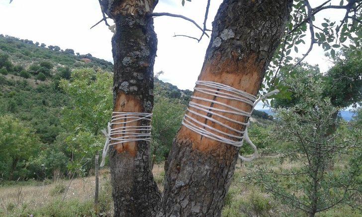 Yunusemre Belediyesi üreticiye 20 bin fidan dağıttı G3