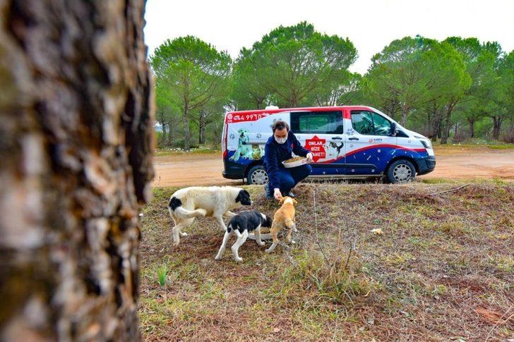 Karesi’den sokak hayvanlarına şefkat eli G1