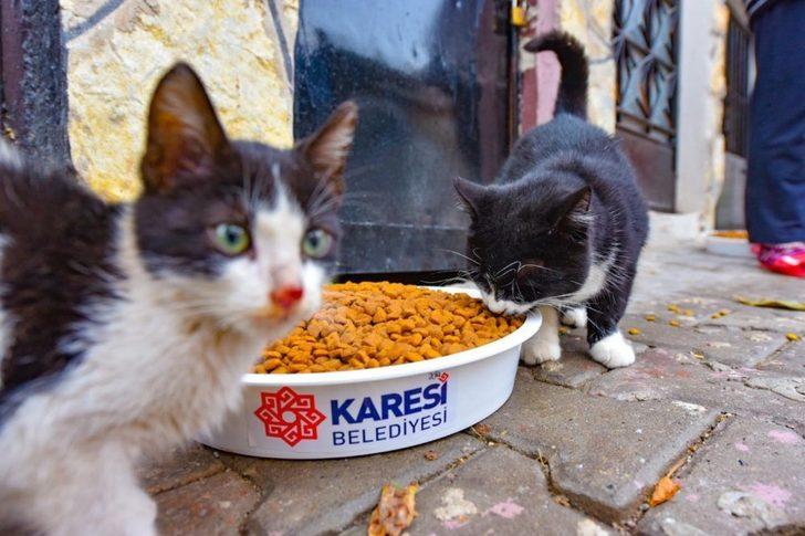 Karesi’den sokak hayvanlarına şefkat eli G2