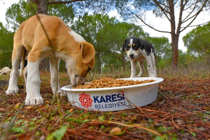 Karesi’den sokak hayvanlarına şefkat eli G4