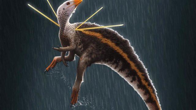 Tavuk boyutunda yeni bir dinozor türü keşfedildi