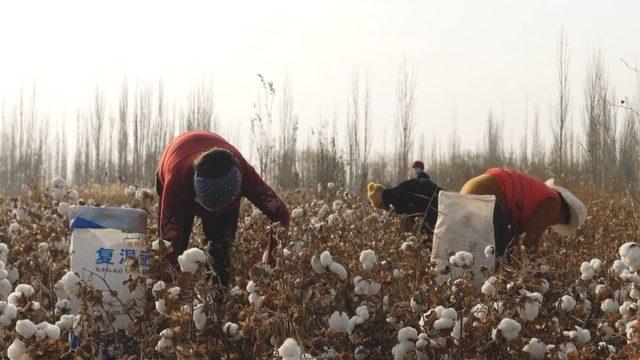 Sincan'da çalıştırılan işçiler.