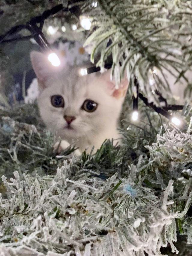CATERS_KITTEN_HIDES_IN_XMAS_TREE_05_3411275