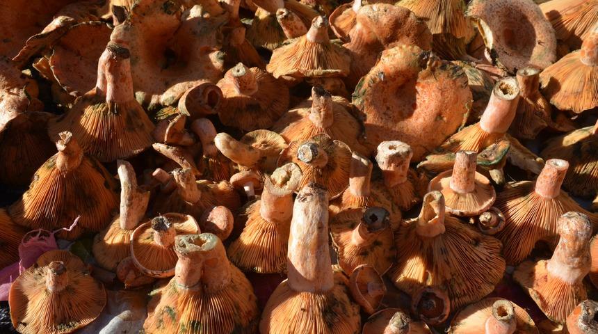 Tadı kırmızı ete benziyor, bir yiyen vazgeçemiyor