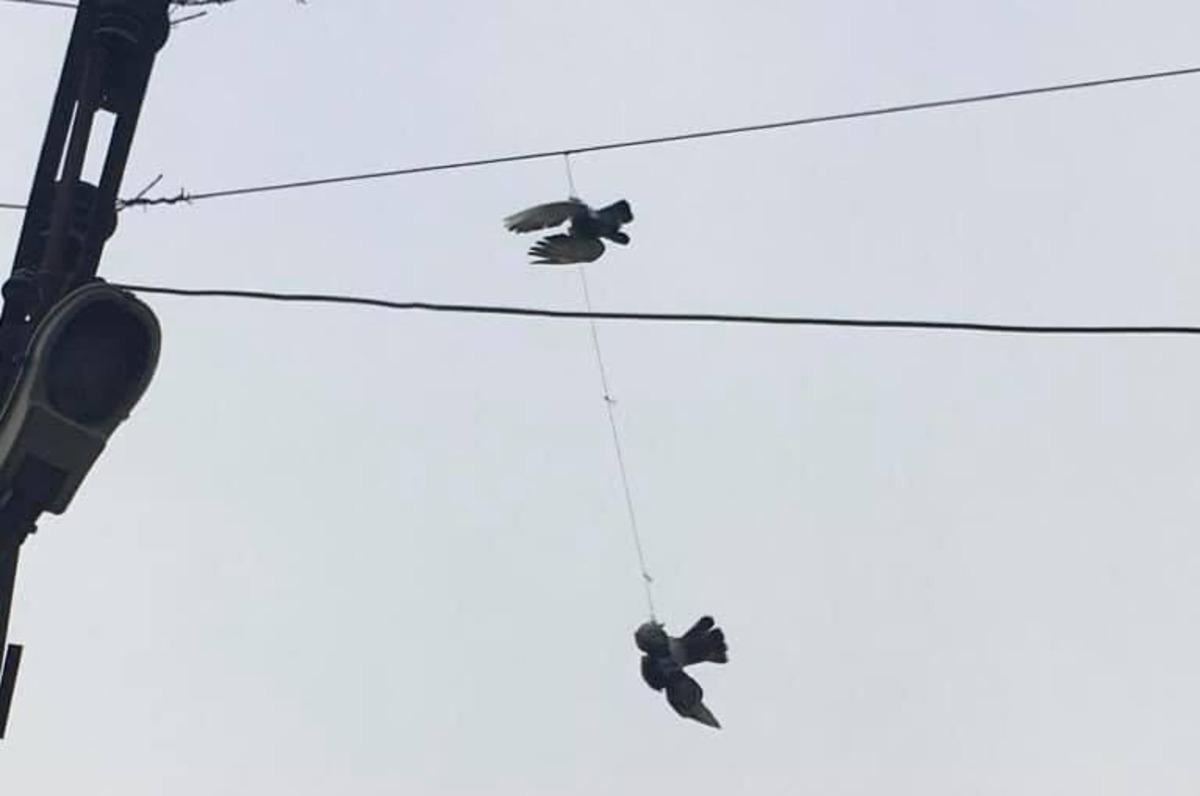 Elektrik tellerine takılan g&uuml;vercinler kurtarıldı