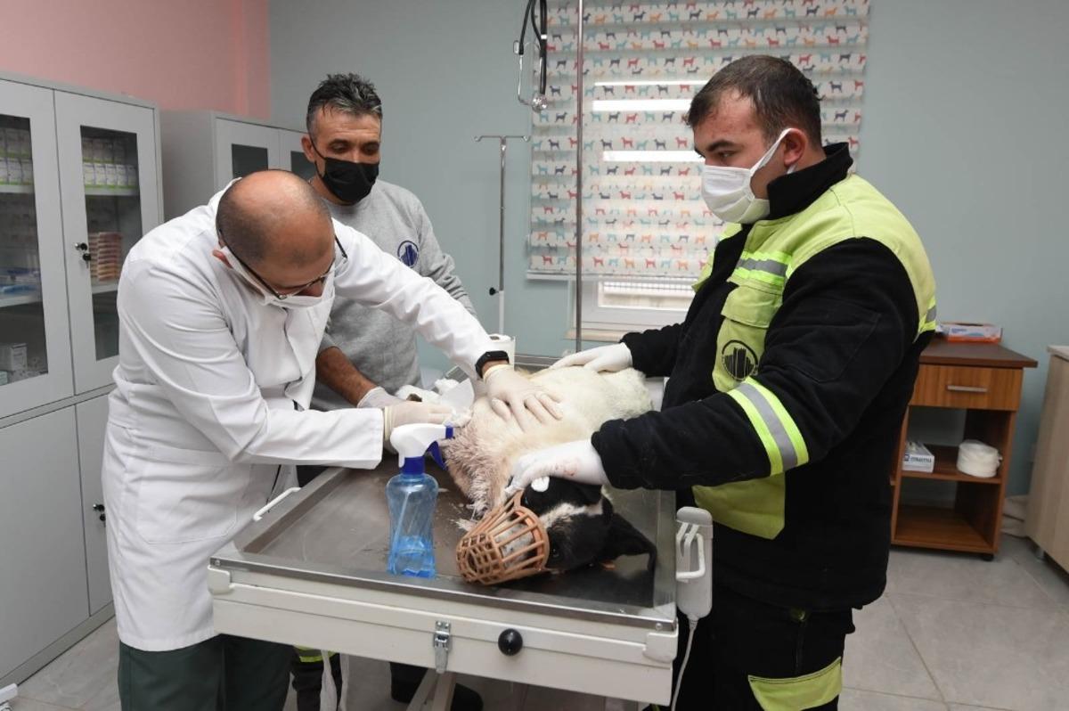 Yaralı k&ouml;peğe sevgi dolu bakım