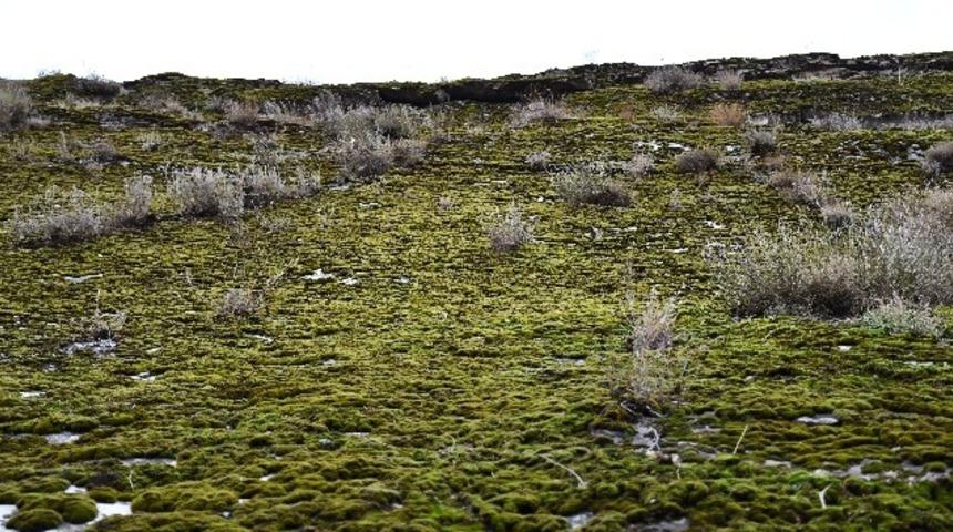 Şırnak'ta yosunlar dağları kapladı 