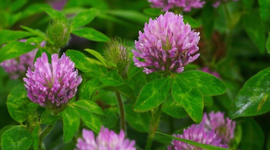 Geven otunun faydaları neler? Geven otu neye iyi gelir, nasıl kullanılır?