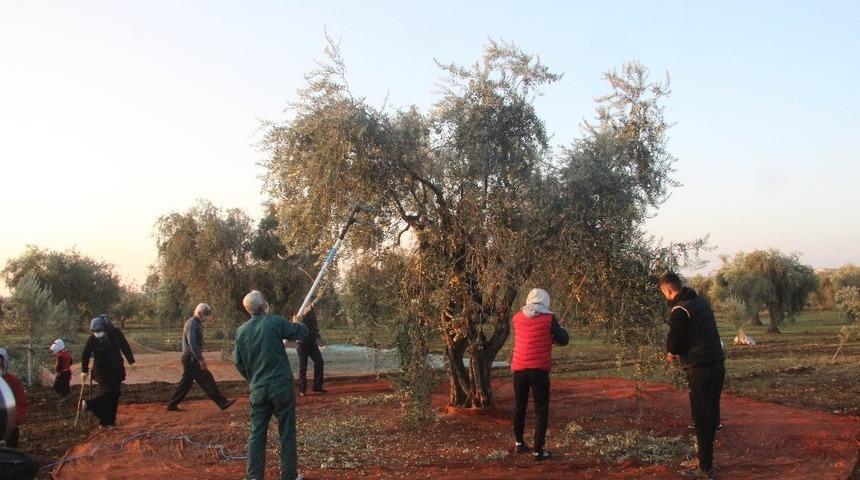 Zeytin hasadına yağmur engeli