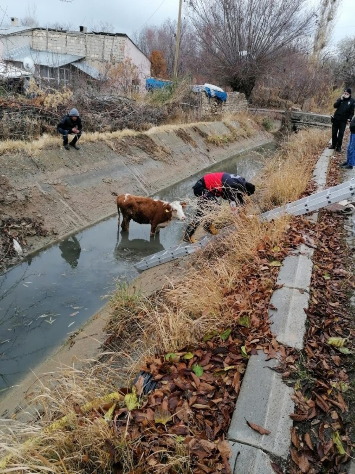 Şamran Kanalı&rsquo;na d&uuml;şen inek kurtarıldı