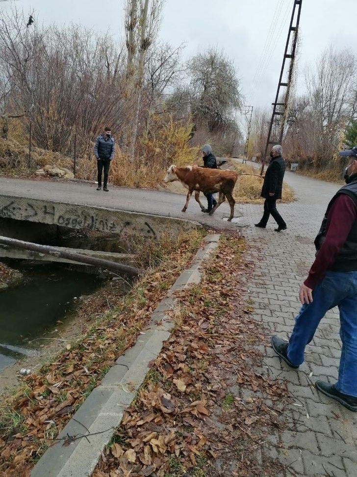 Şamran Kanalı’na düşen inek kurtarıldı G2