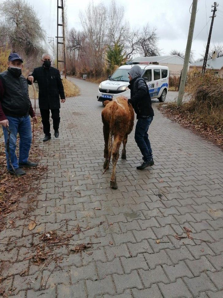 Şamran Kanalı’na düşen inek kurtarıldı G3