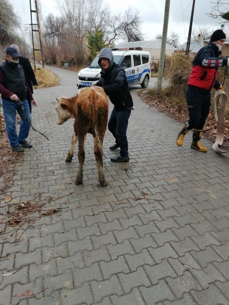 Şamran Kanalı’na düşen inek kurtarıldı G5