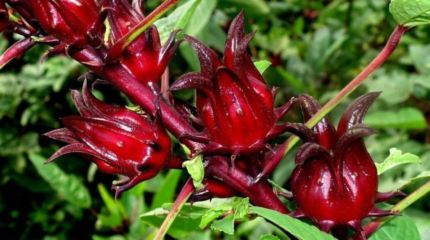 Koronavirüse karşı Ege otları önerildi: Zeytin yaprağı, cibez ve hibiskus...