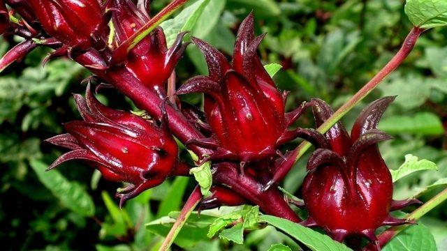 Koronavirüse karşı Ege otları önerildi: Zeytin yaprağı, cibez ve hibiskus...