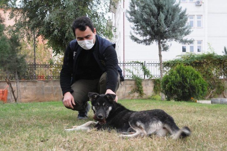 Cizre polisi sokak hayvanlarını unutmadı G5