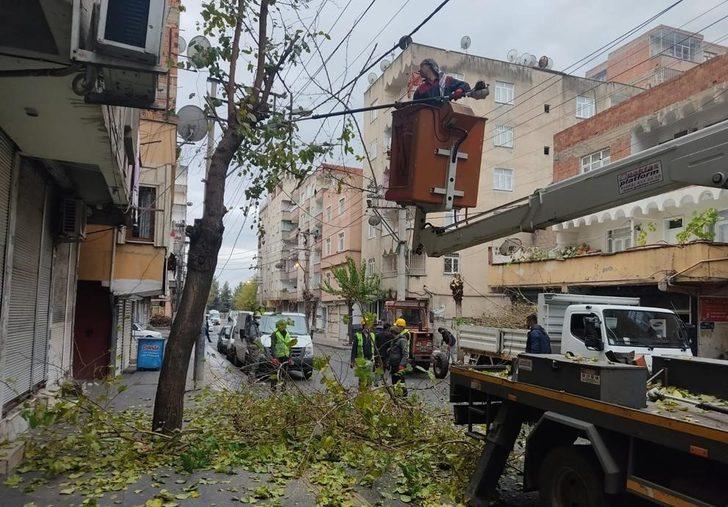 Bağlar’da kuruyan dallar temizlenerek ağaçlar canlı tutuluyor G2