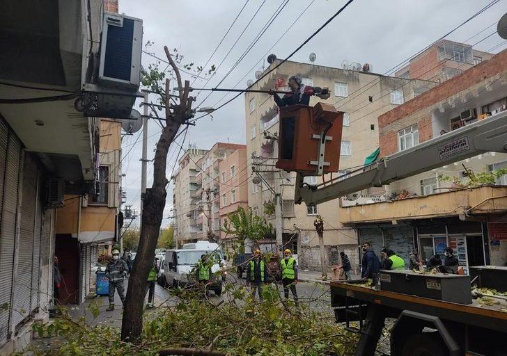 Bağlar’da kuruyan dallar temizlenerek ağaçlar canlı tutuluyor G3