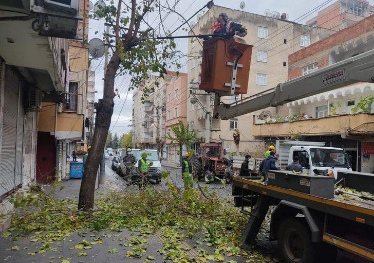 Bağlar’da kuruyan dallar temizlenerek ağaçlar canlı tutuluyor G4