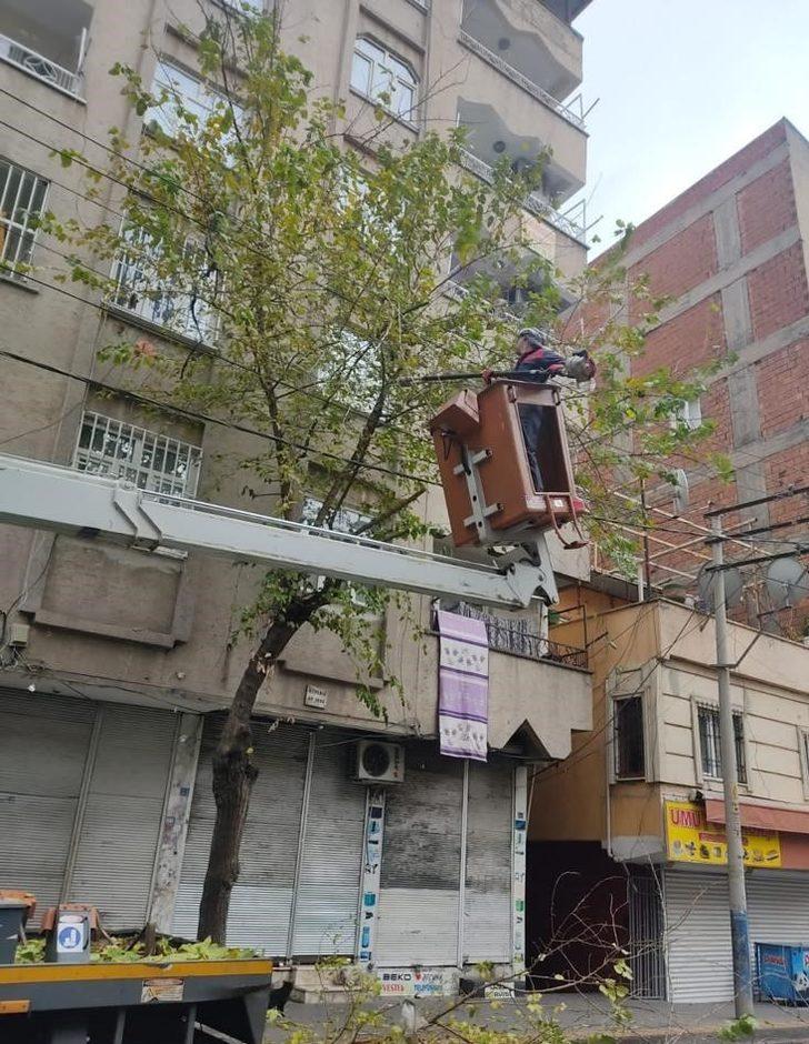 Bağlar’da kuruyan dallar temizlenerek ağaçlar canlı tutuluyor G5