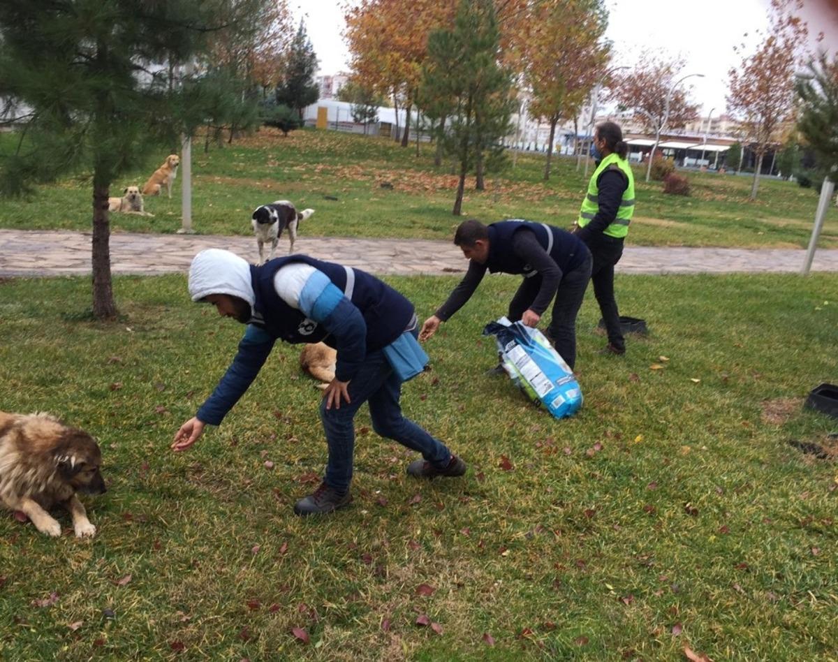 Bağlar Belediyesi sokak hayvanlarını unutmadı